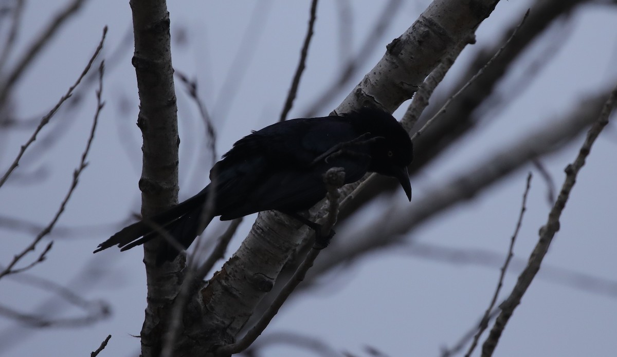 Great-tailed Grackle - ML646486744