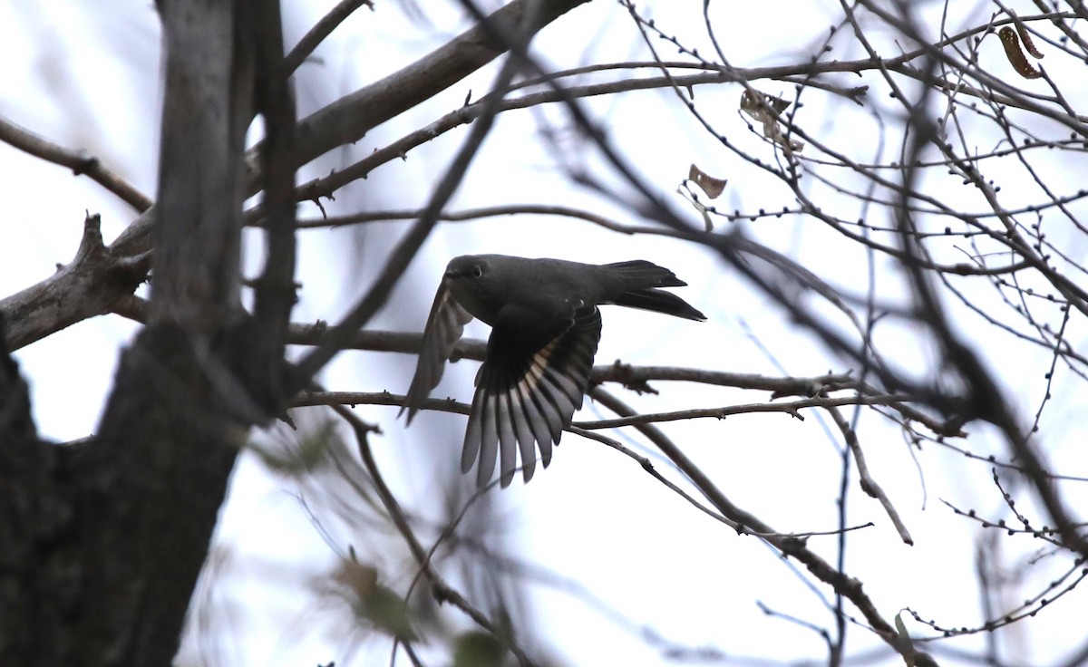 Townsend's Solitaire - ML646486745