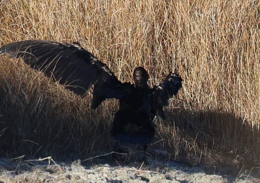 קורמורן אמריקני - ML646486748