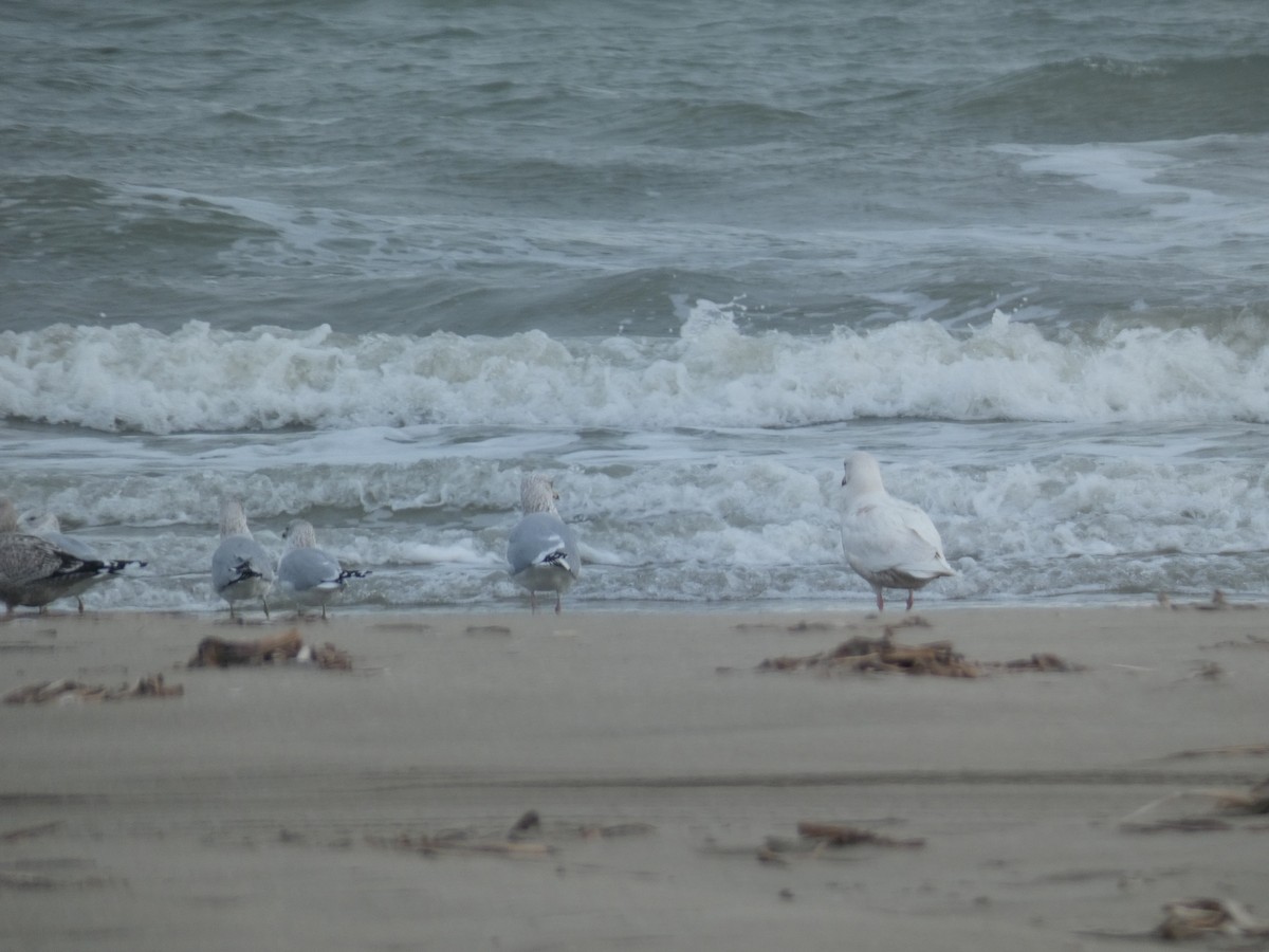 Goéland bourgmestre - ML646486758