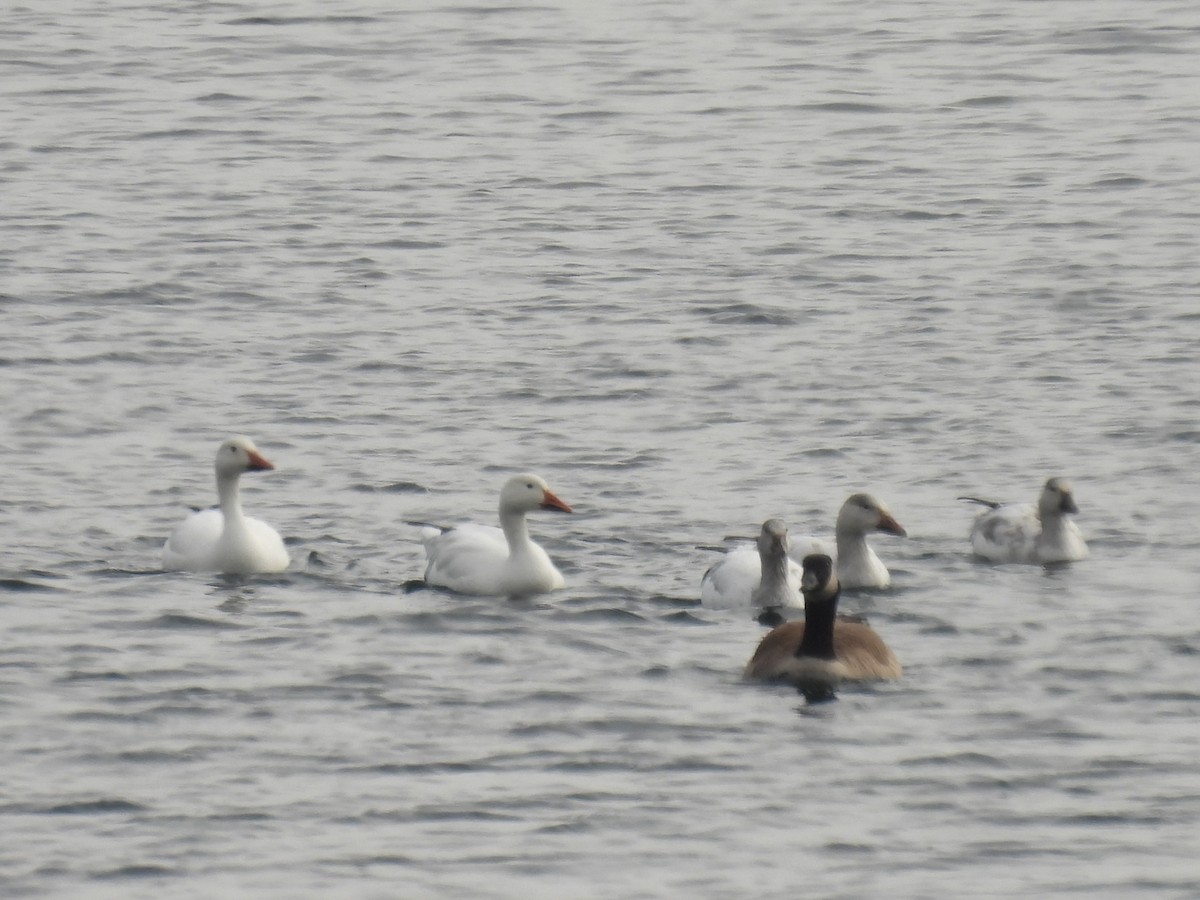 Schneegans - ML646486763