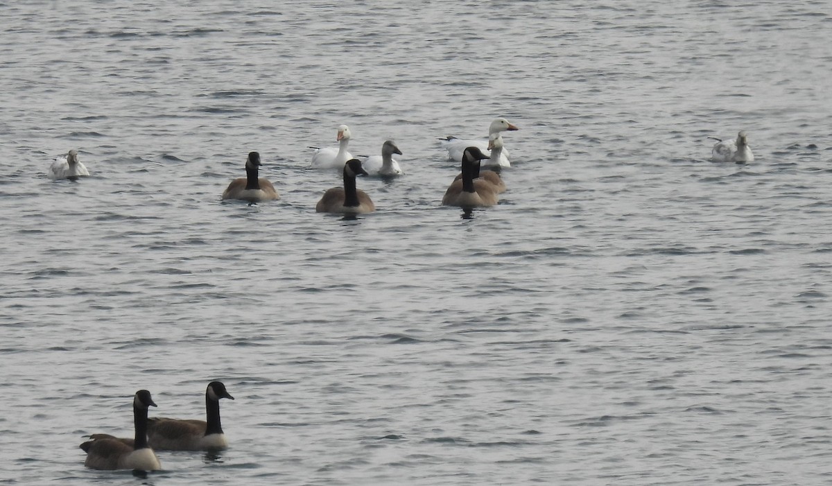 Schneegans - ML646486764