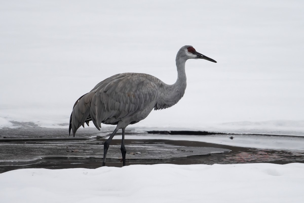 Sandhill Crane - ML646486765