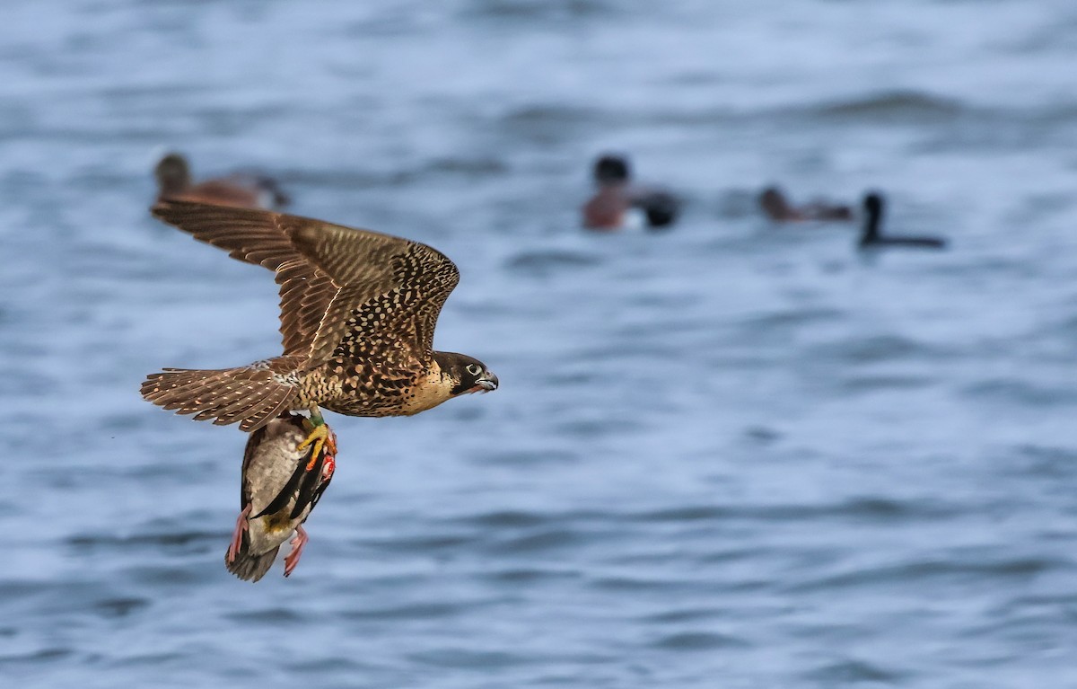 Peregrine Falcon - ML646486772