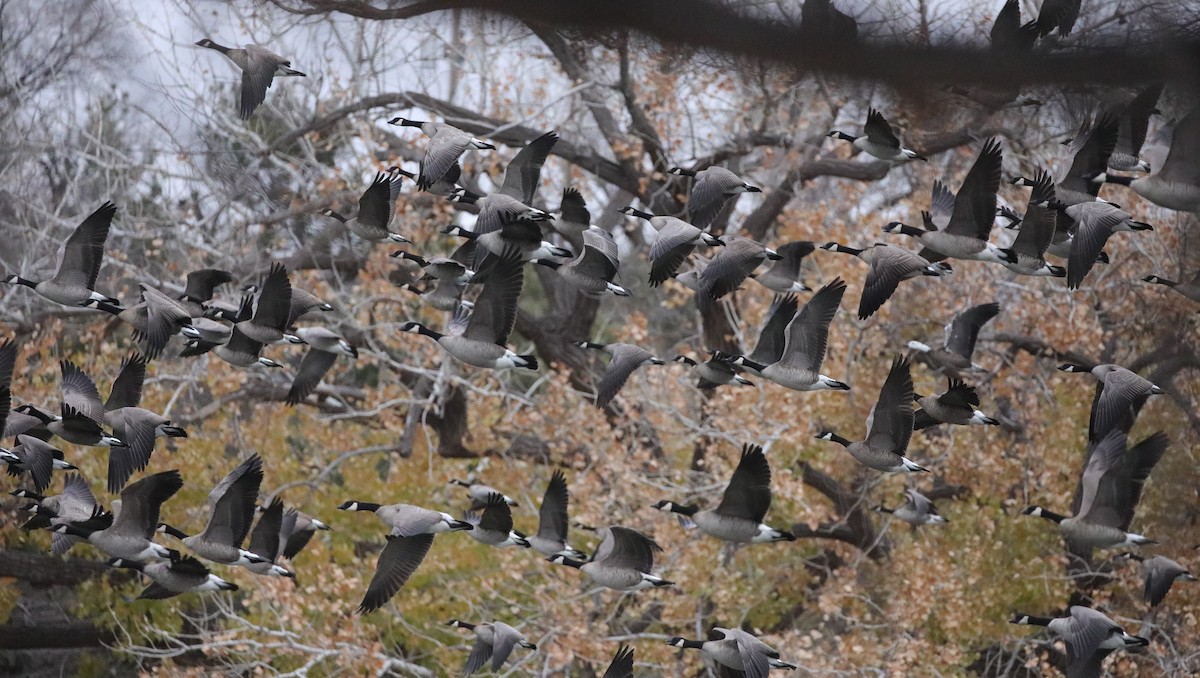 Cackling Goose - ML646486774