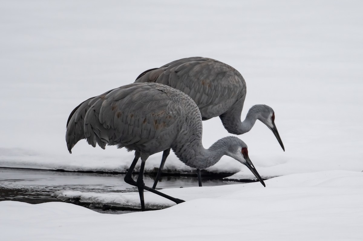 Sandhill Crane - ML646486775