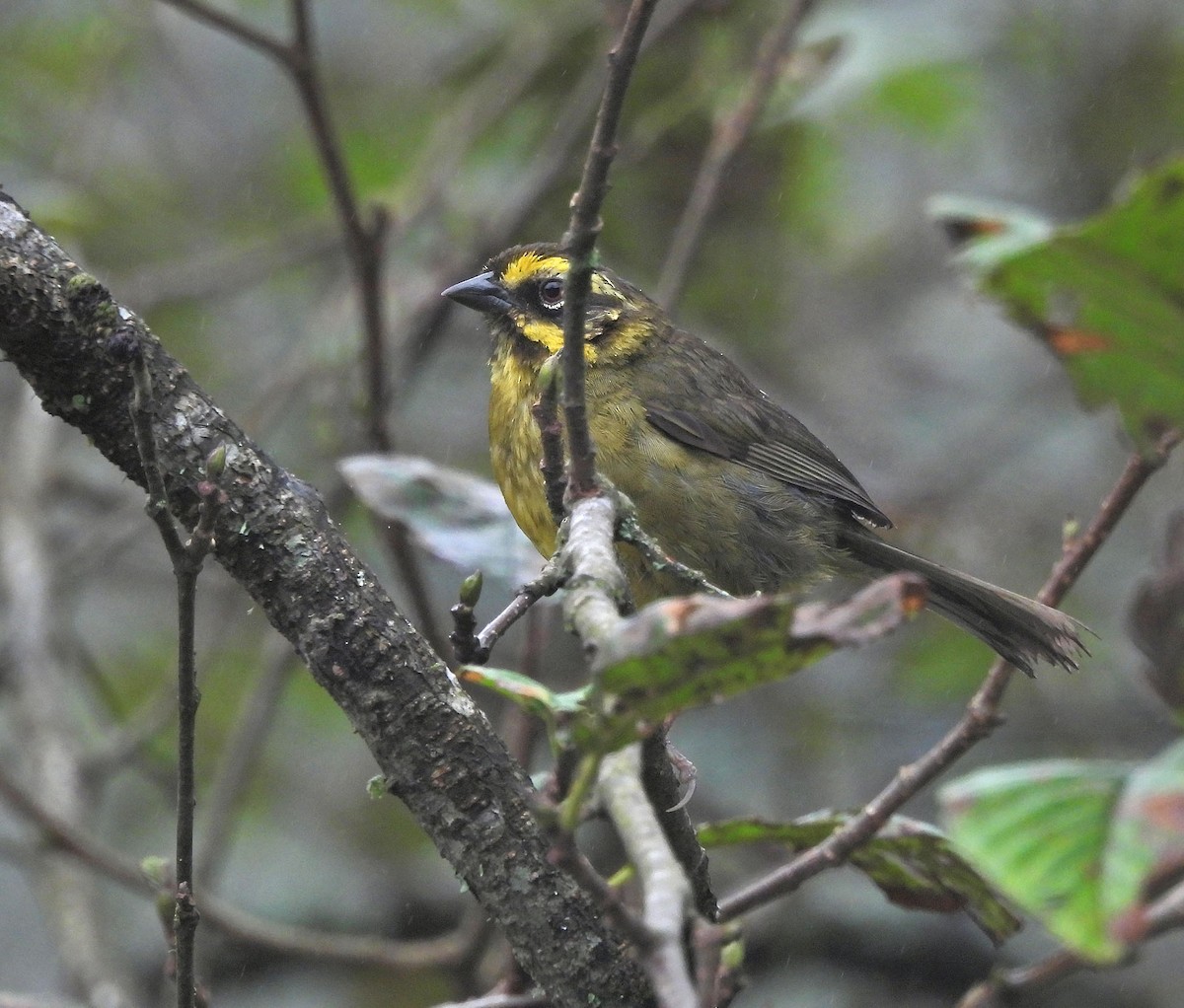 Yellow-striped Brushfinch - ML646486776