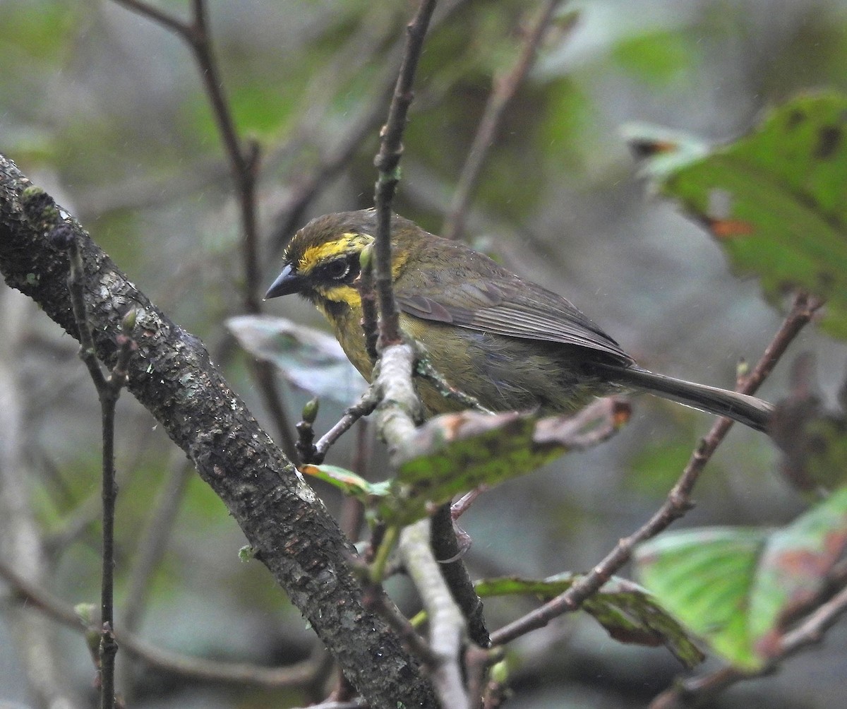 Yellow-striped Brushfinch - ML646486777