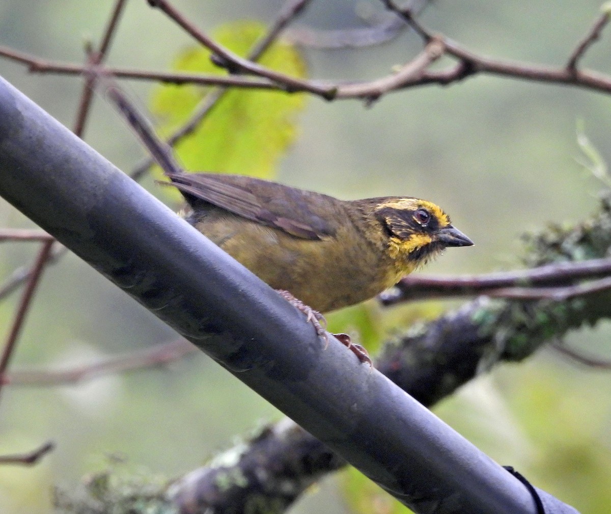 Yellow-striped Brushfinch - ML646486778