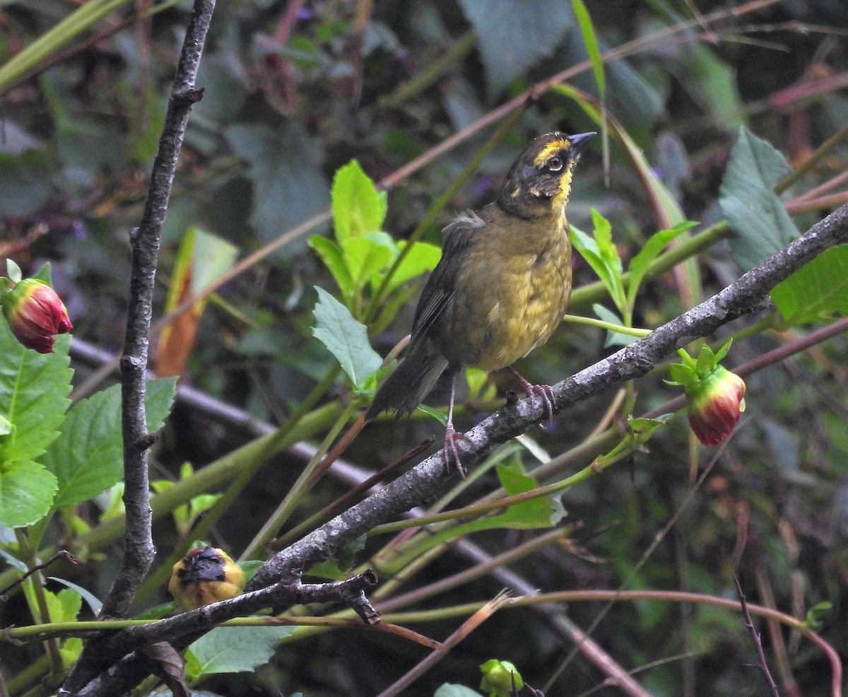 Yellow-striped Brushfinch - ML646486779
