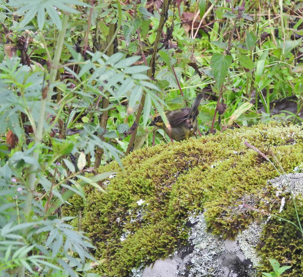 Yellow-striped Brushfinch - ML646486780