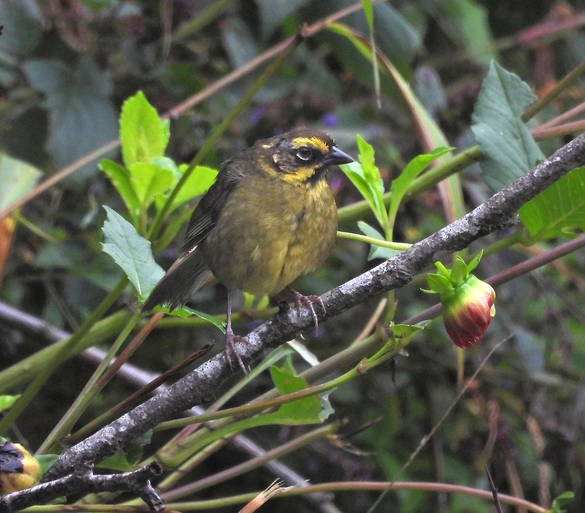 Yellow-striped Brushfinch - ML646486781