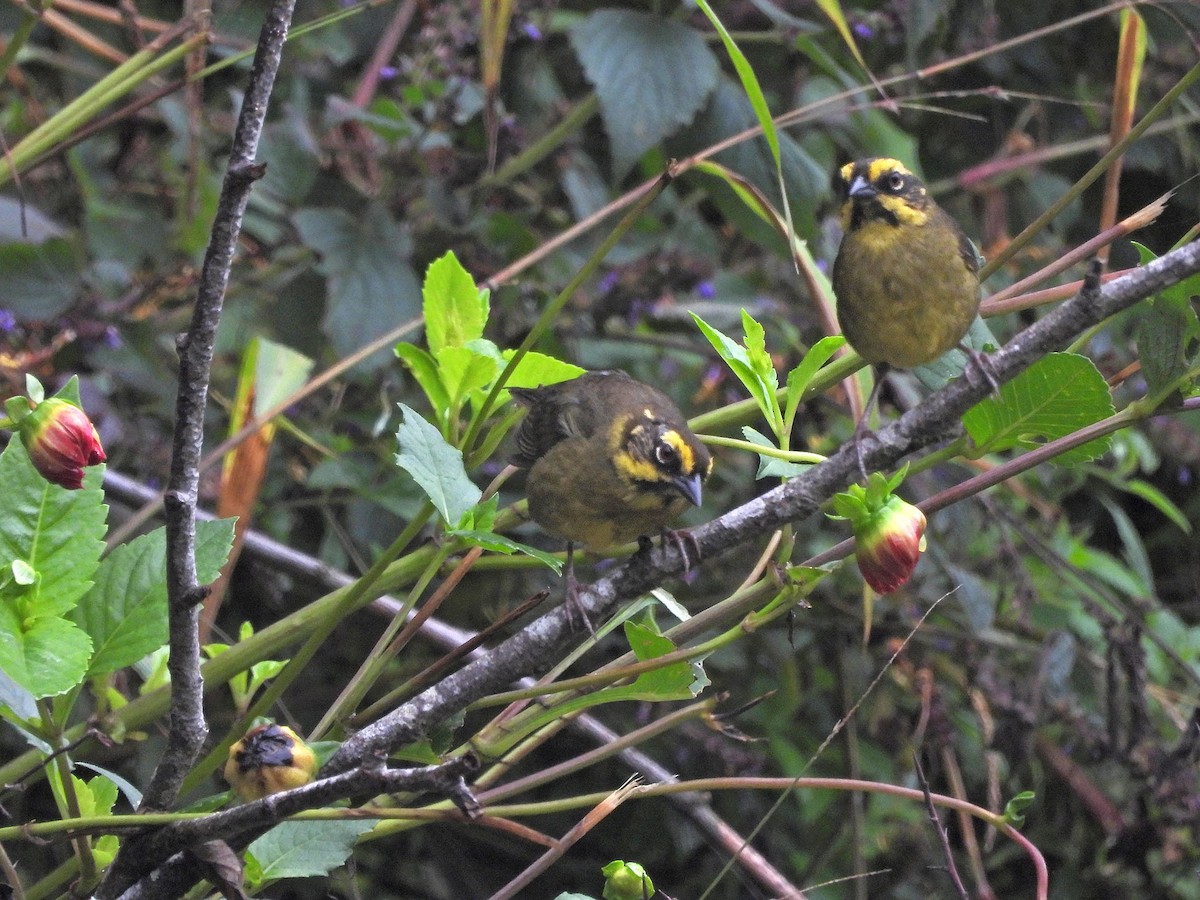 Yellow-striped Brushfinch - ML646486782