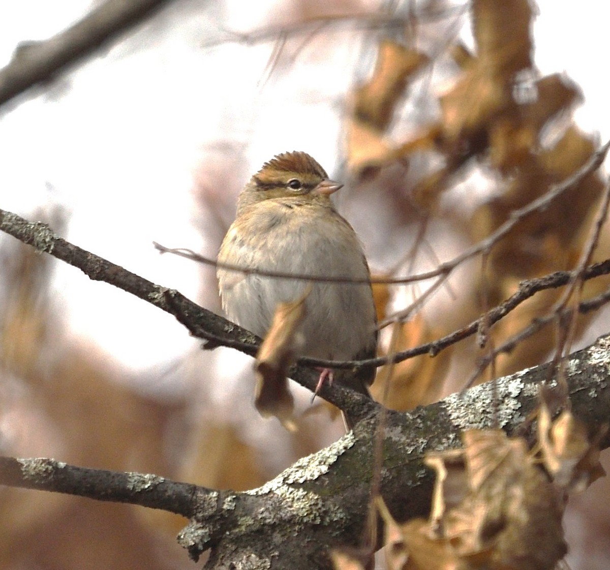 Chipping Sparrow - ML646486783