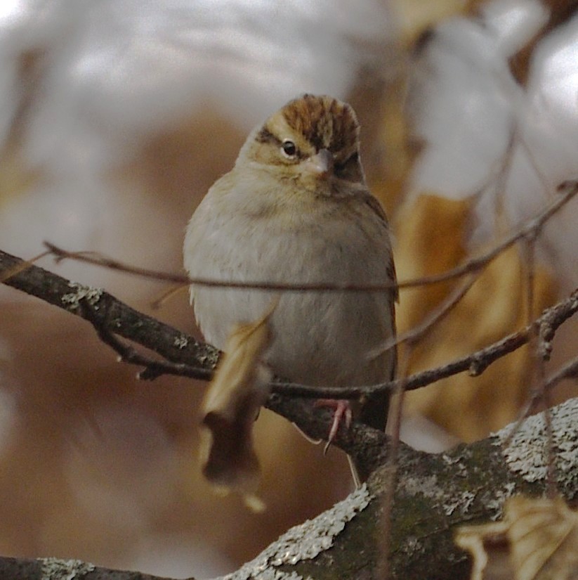 Chipping Sparrow - ML646486784