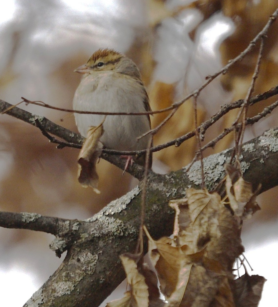 Chipping Sparrow - ML646486785