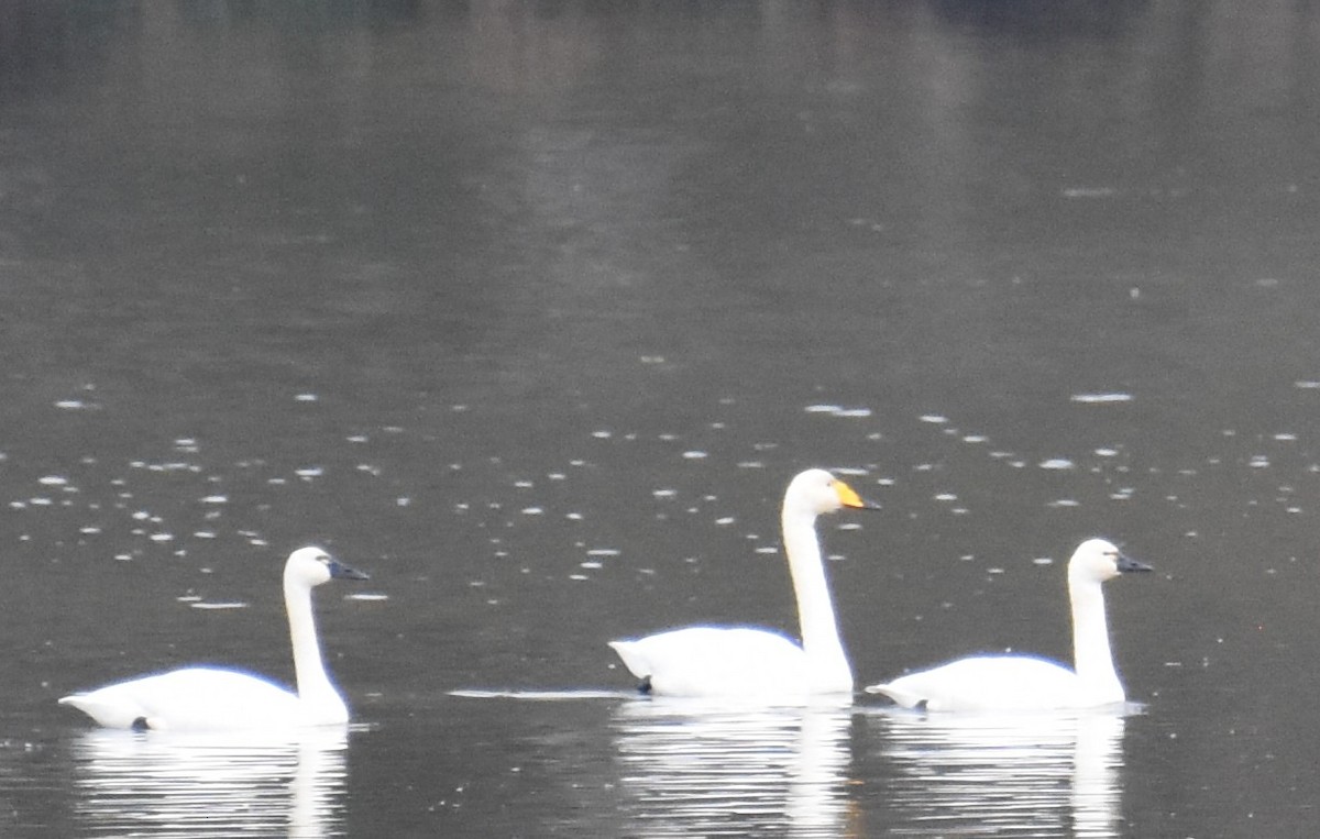 Cigno selvatico - ML646486788