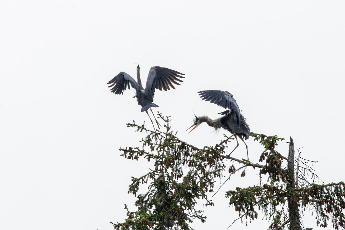 Great Blue Heron - ML646486789