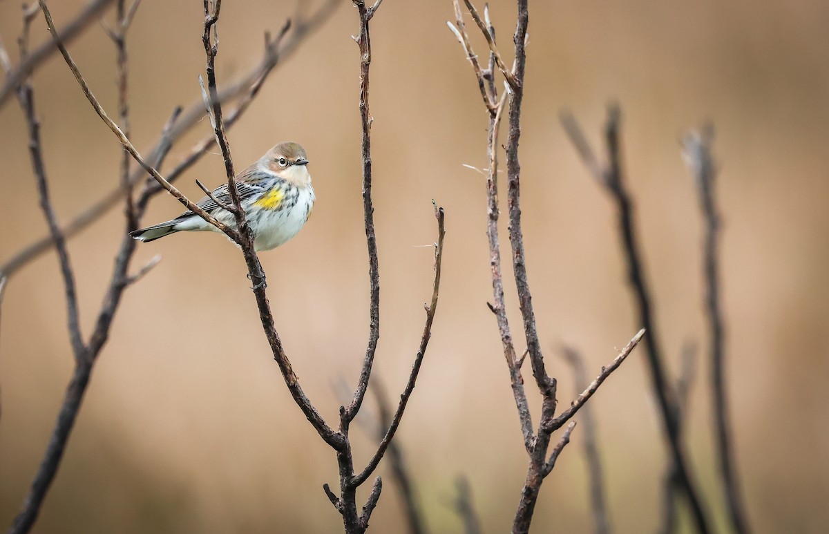 Yellow-rumped Warbler - ML646486791