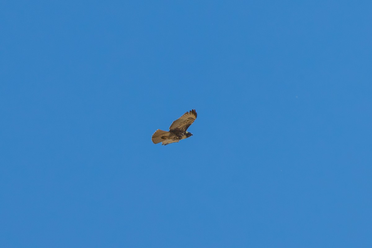 Red-tailed Hawk - ML646486793