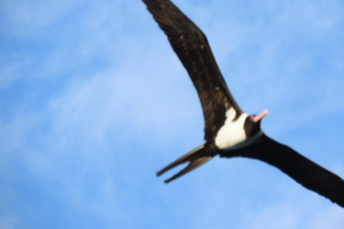 Christmaseko fragata - ML646486794