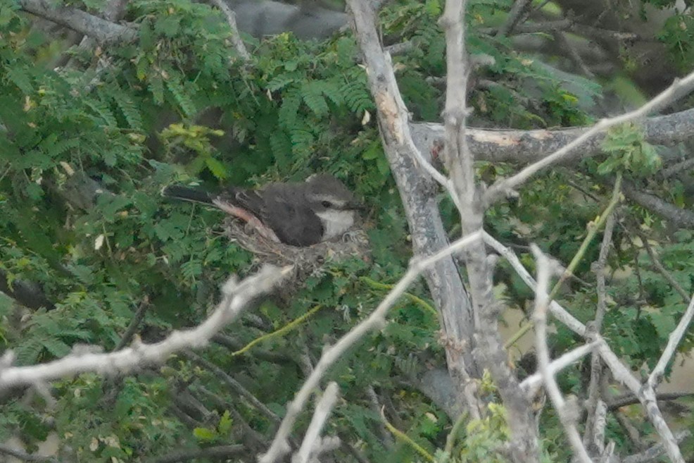 Vermilion Flycatcher - ML646486798