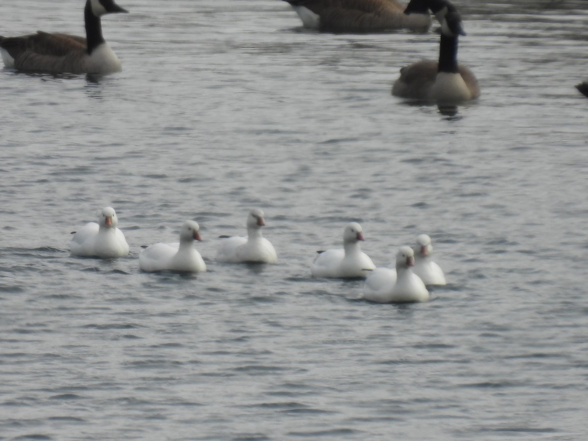 Zwergschneegans - ML646486799