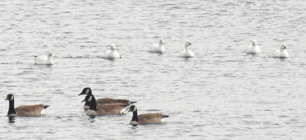 Zwergschneegans - ML646486800