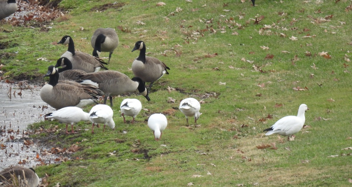 Zwergschneegans - ML646486801