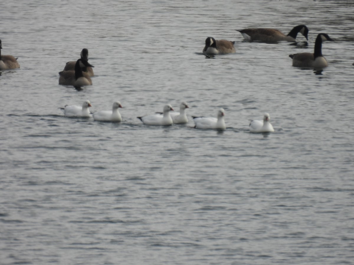 Zwergschneegans - ML646486802