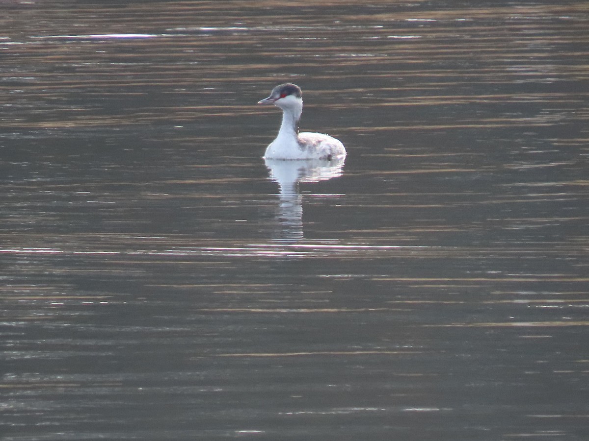 potápka žlutorohá - ML646486808