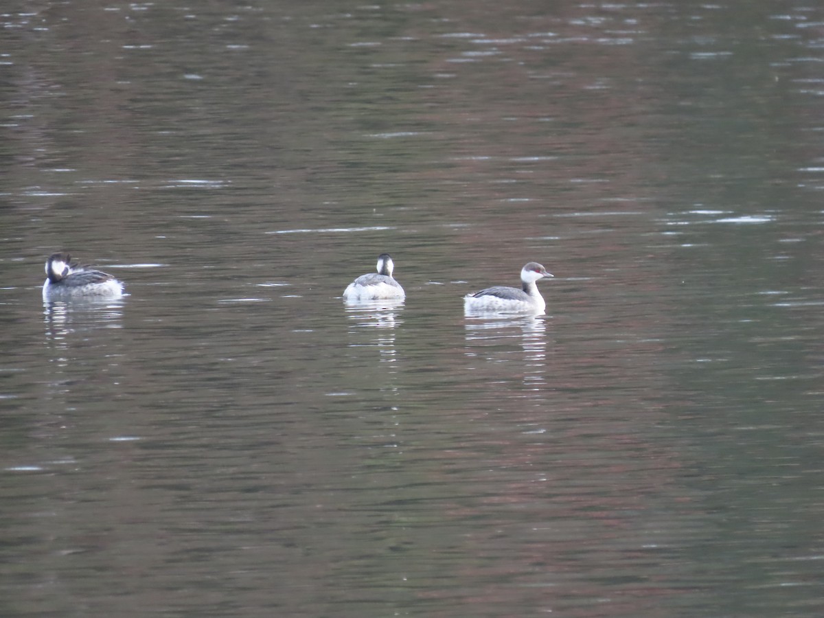 potápka žlutorohá - ML646486809