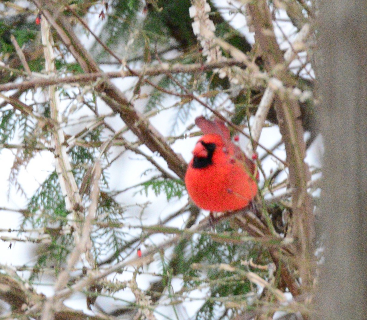 Kardinal arrunta - ML646486811