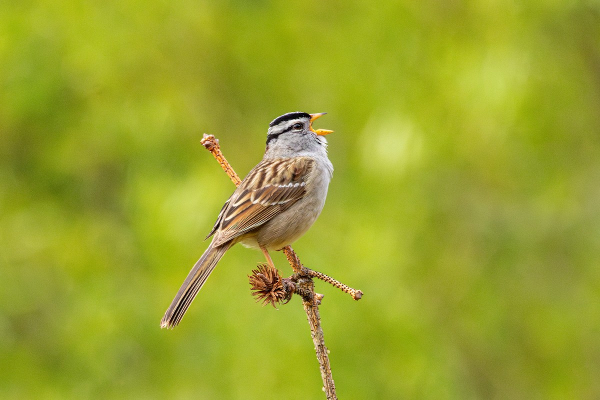 White-crowned Sparrow - ML646486812