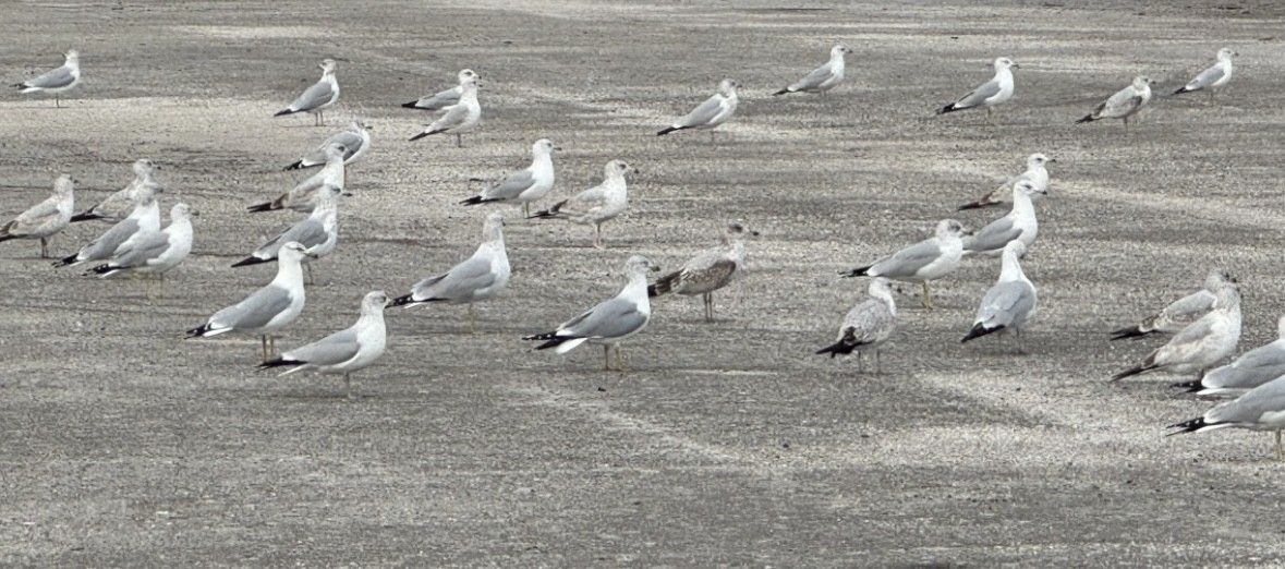 Gaviota de Delaware - ML646486813