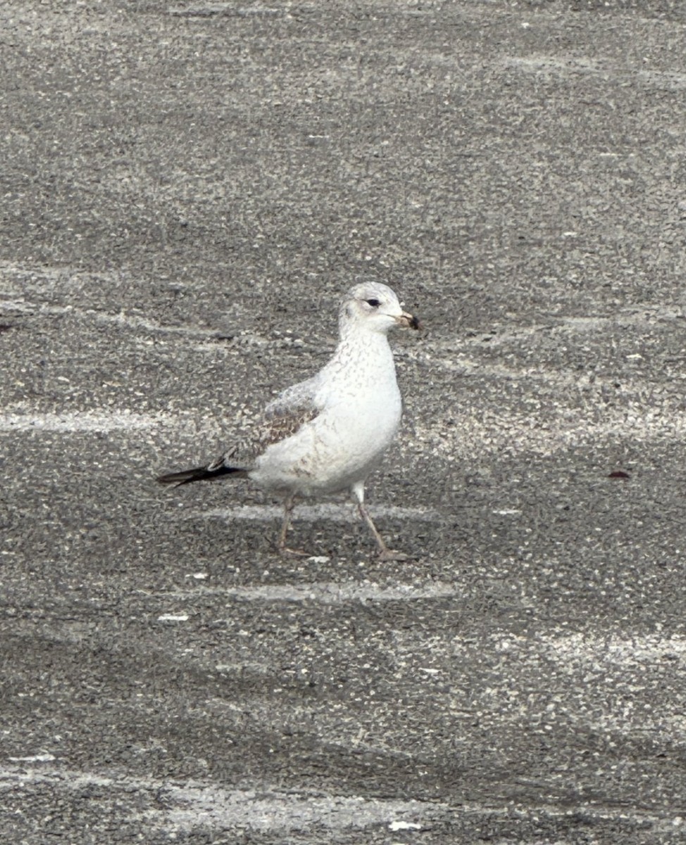 Gaviota de Delaware - ML646486814