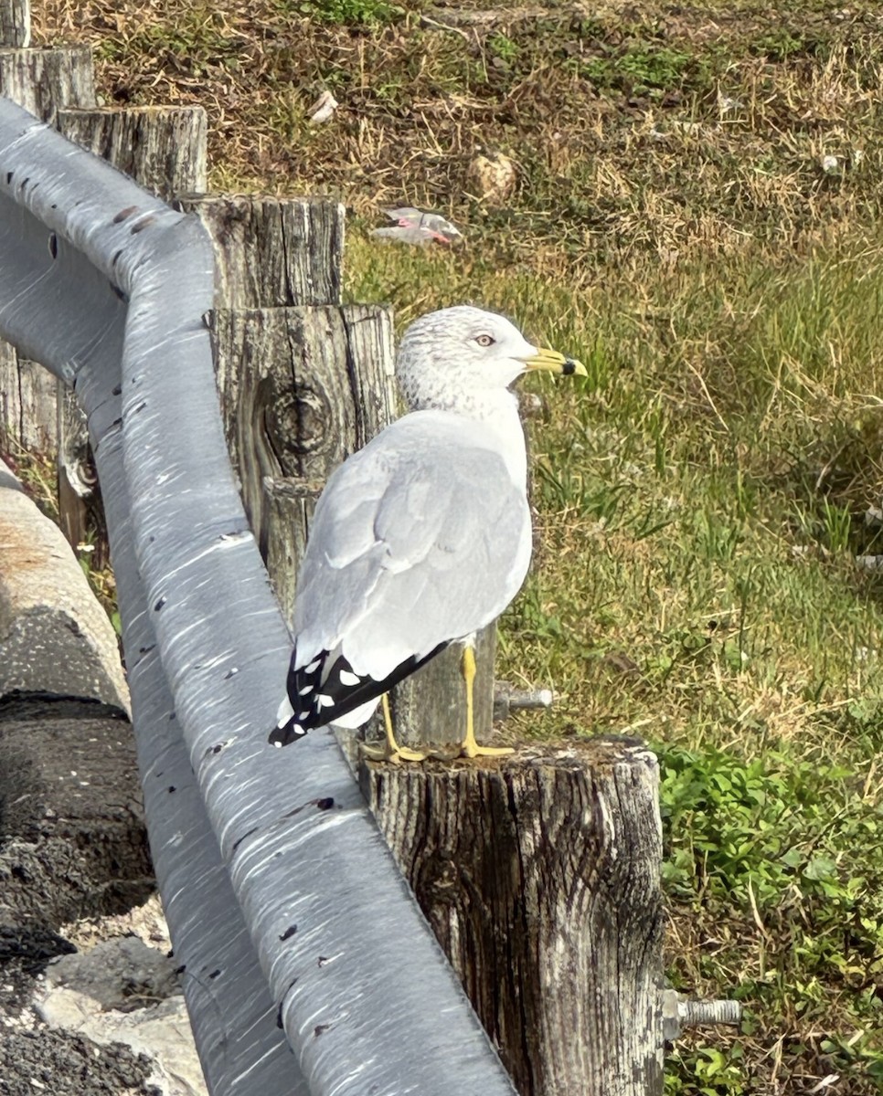 Gaviota de Delaware - ML646486815