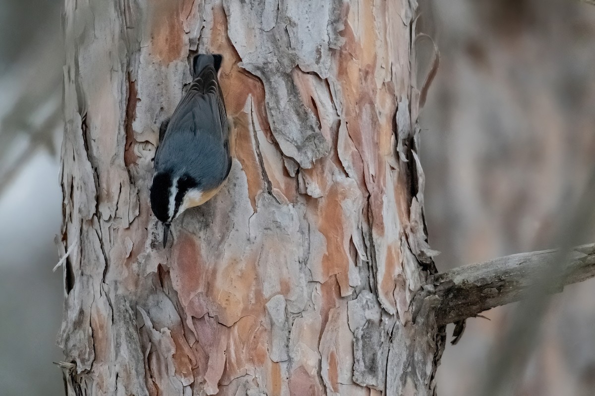 Red-breasted Nuthatch - ML646486816