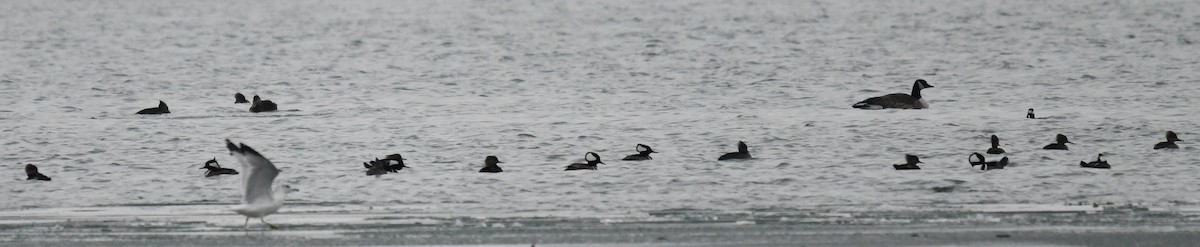 Hooded Merganser - ML646486817
