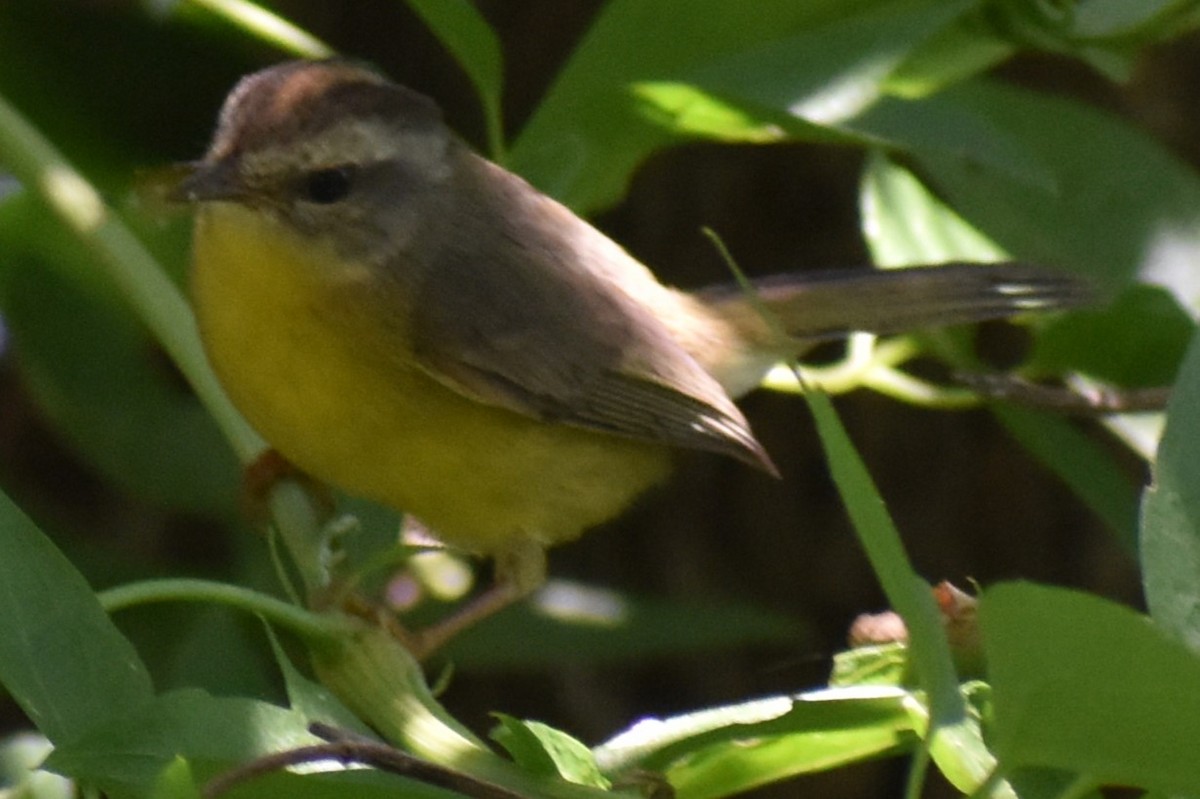 Golden-crowned Warbler - ML646486819