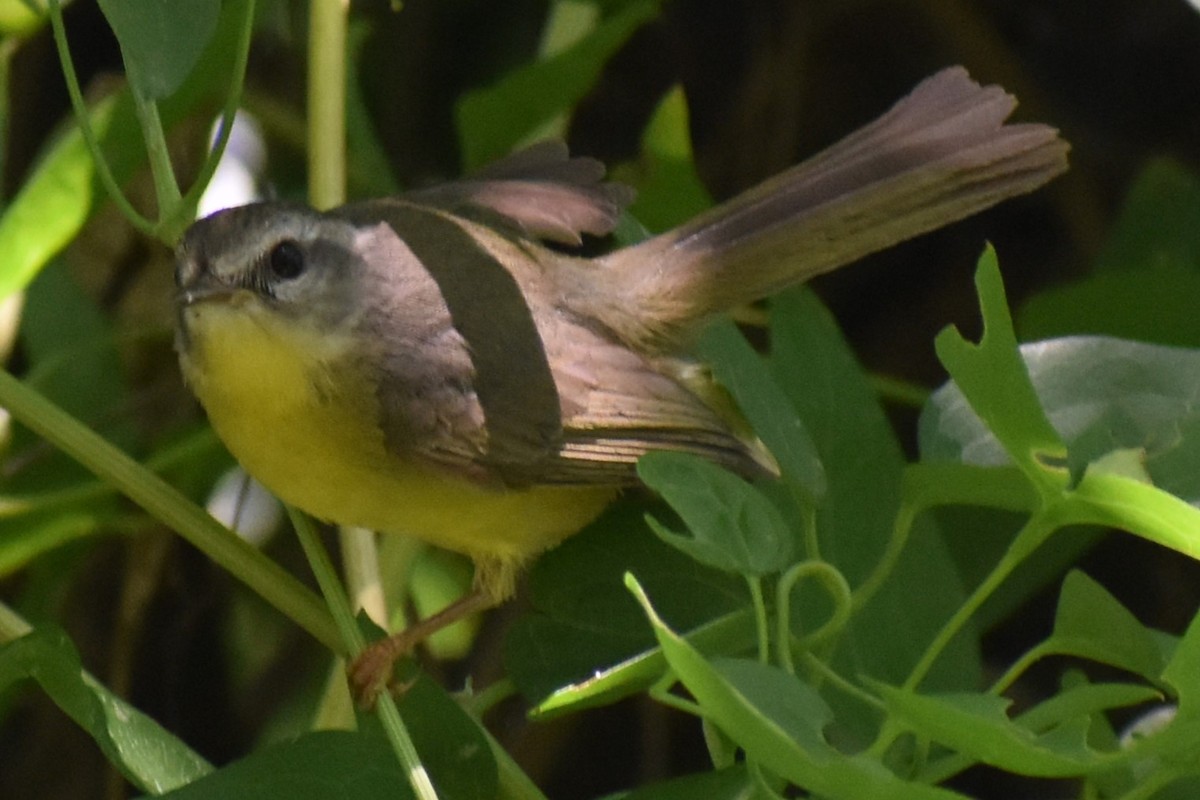 Golden-crowned Warbler - ML646486820