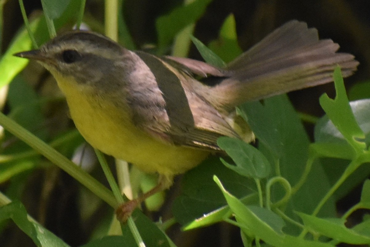 Golden-crowned Warbler - ML646486821