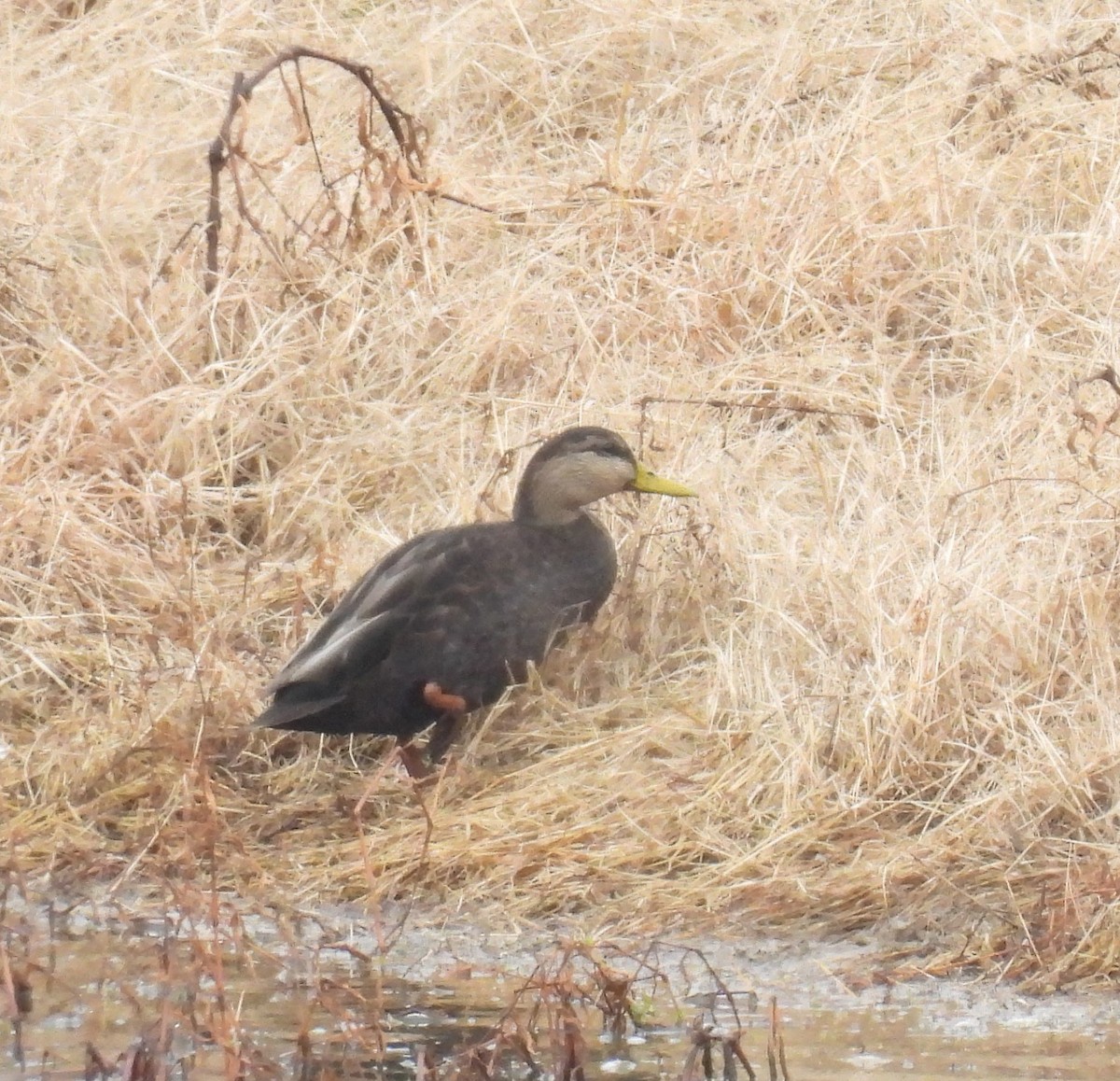 Dunkelente - ML646486823