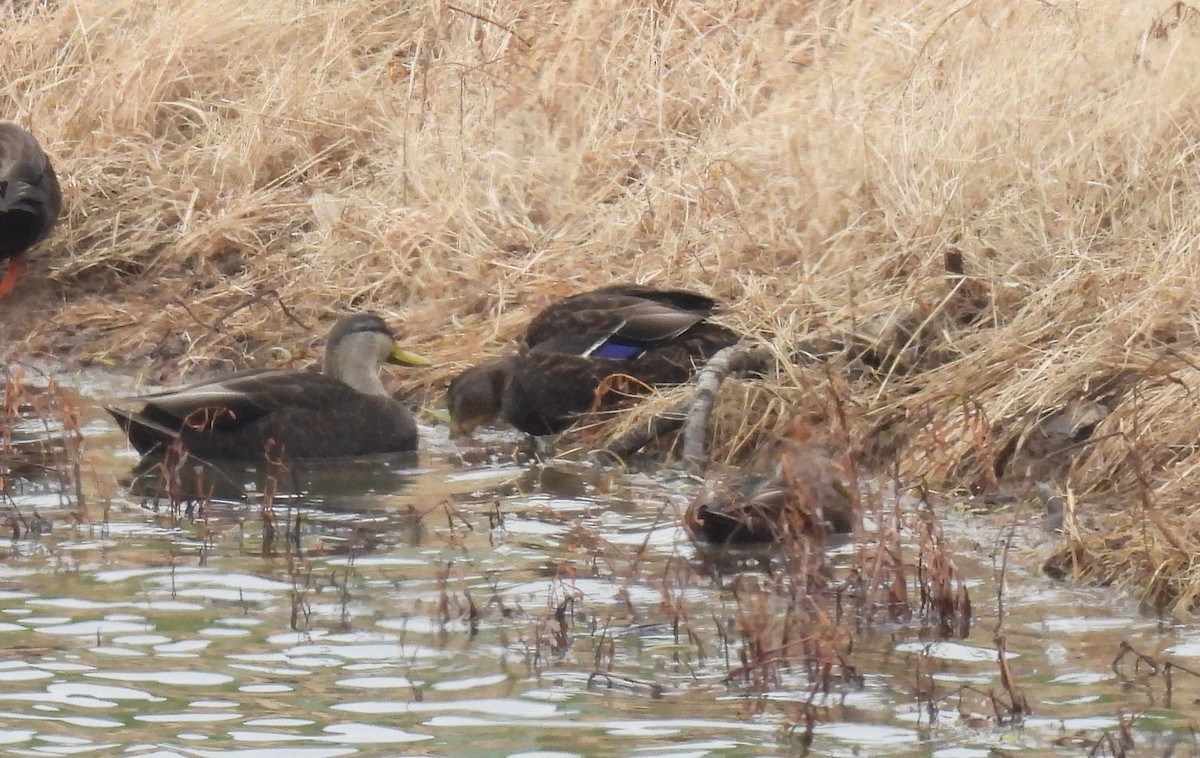 Dunkelente - ML646486824