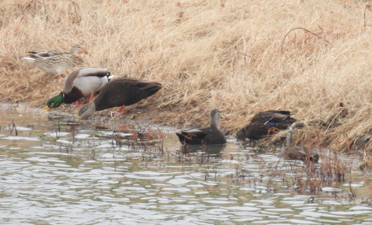 Dunkelente - ML646486825