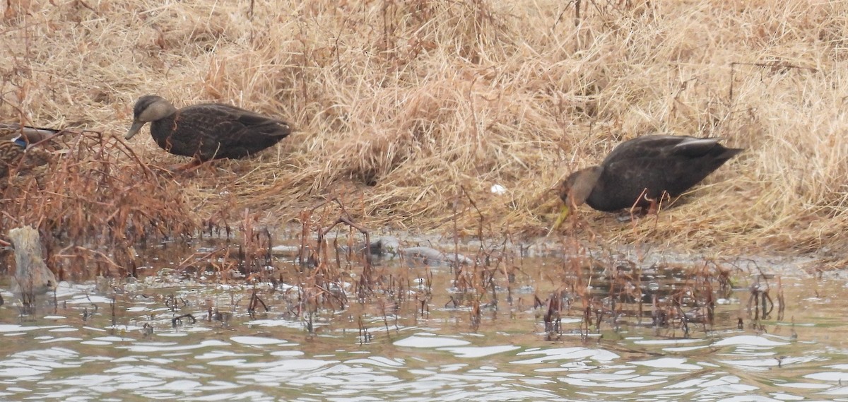 Ahate iluna - ML646486826