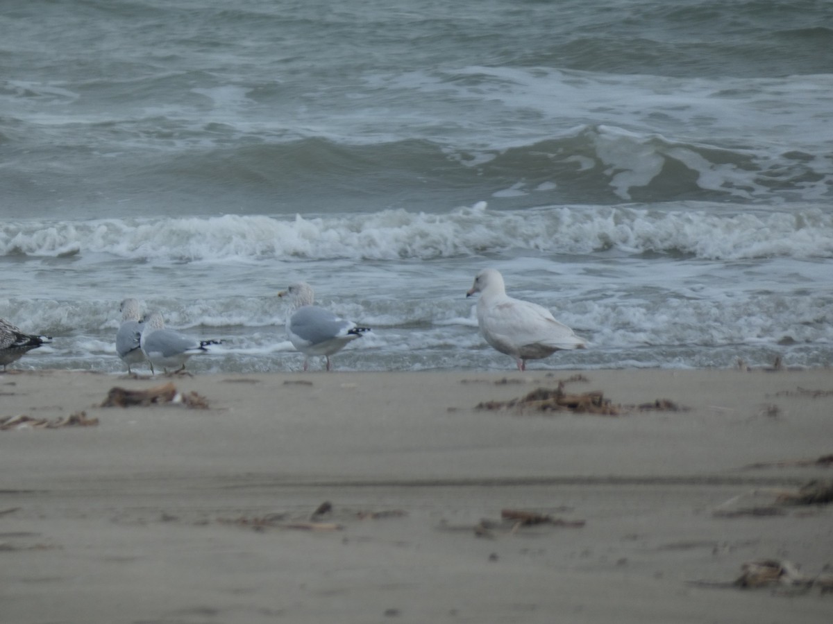 Goéland bourgmestre - ML646486828