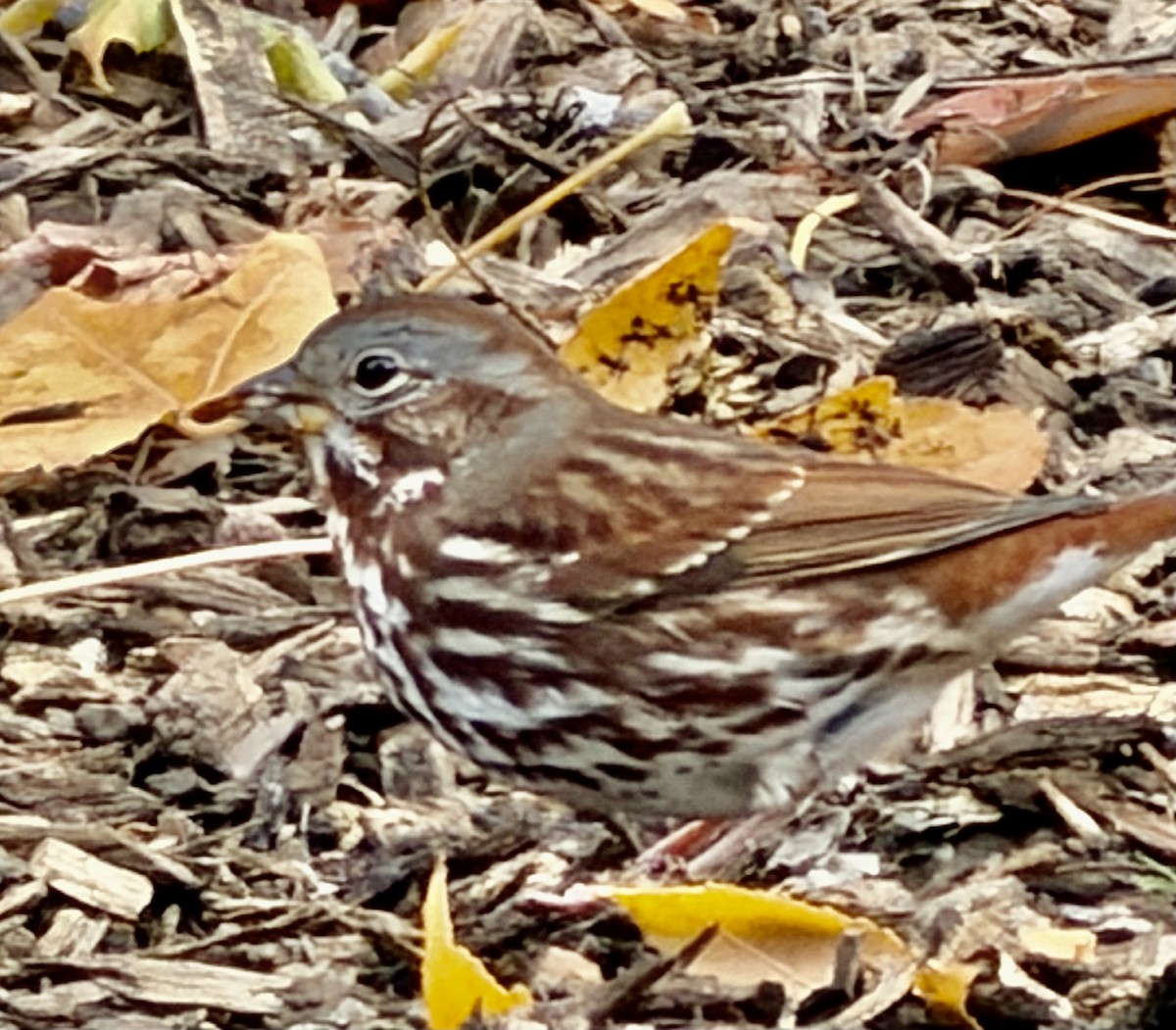 Fox Sparrow - ML646486840