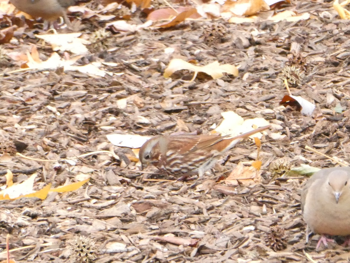 Fox Sparrow - ML646486842