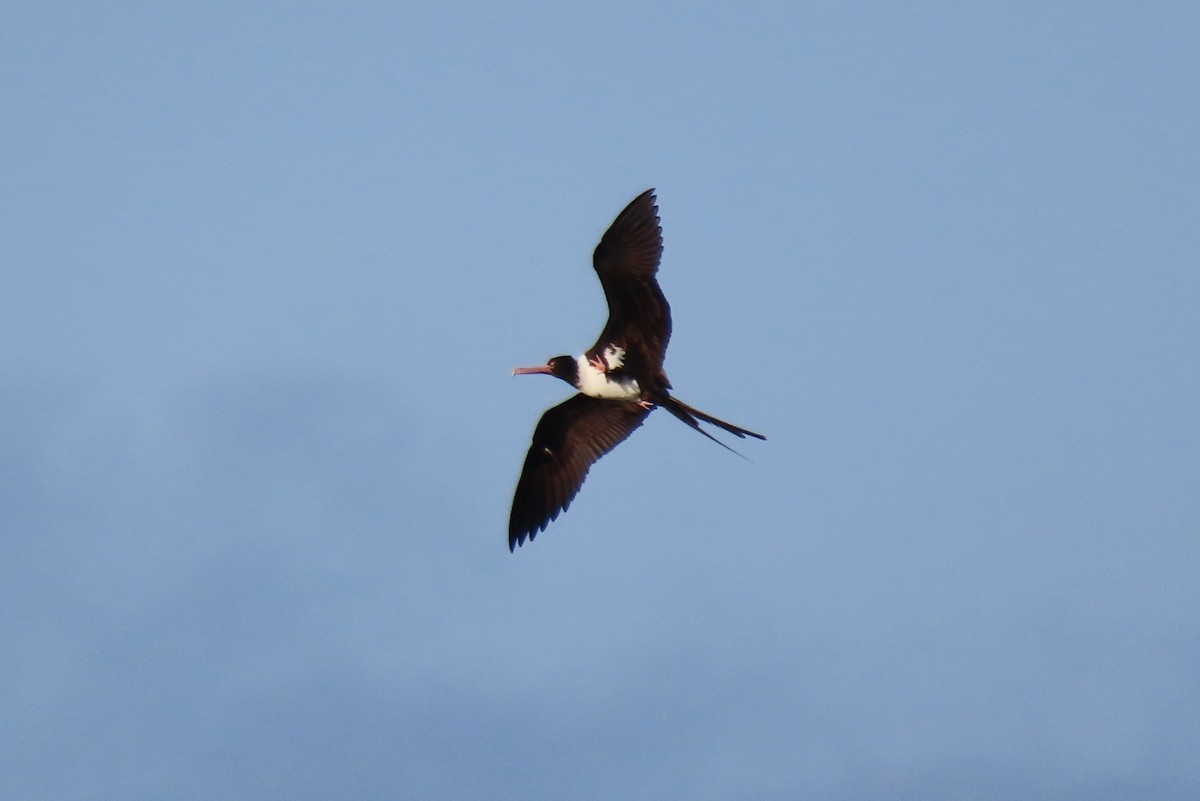 Christmaseko fragata - ML646486844